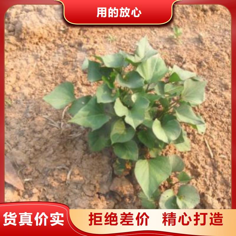 紫薯苗_羽衣甘蓝粉用品质说话同城制造商