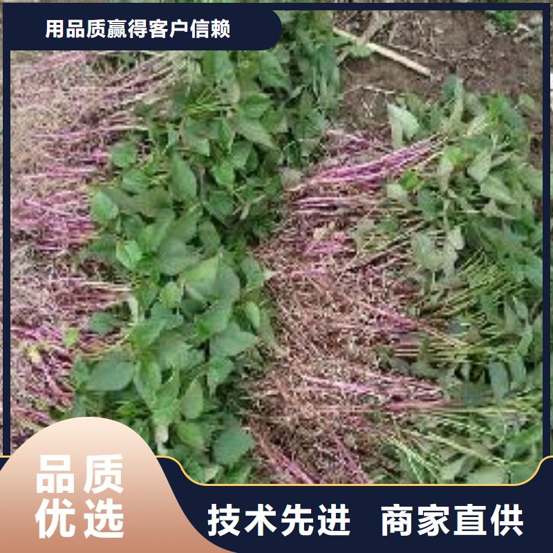 紫薯苗菠菜粉我们更专业当地经销商