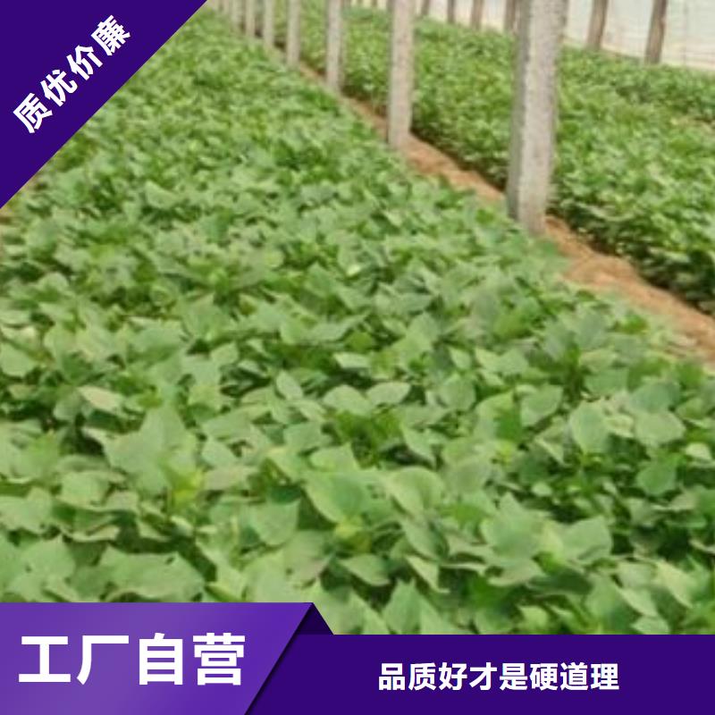 紫薯苗羽衣甘蓝粉贴心服务当地公司