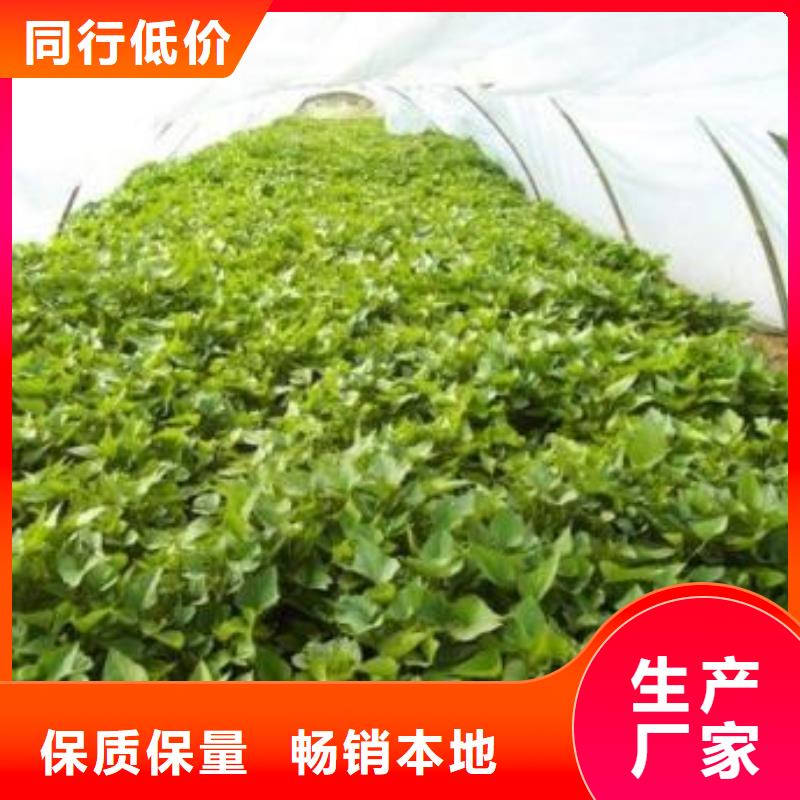 紫薯苗南瓜粉专业品质当地生产厂家