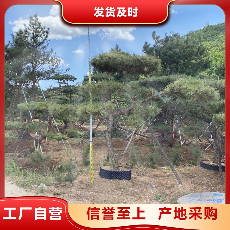 造型松 油松正规厂家为您提供一站式采购服务
