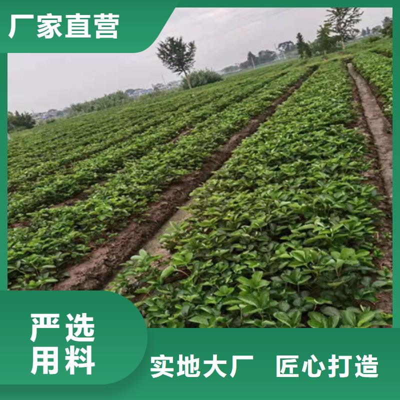 草莓苗山楂苗使用寿命长久当地供应商