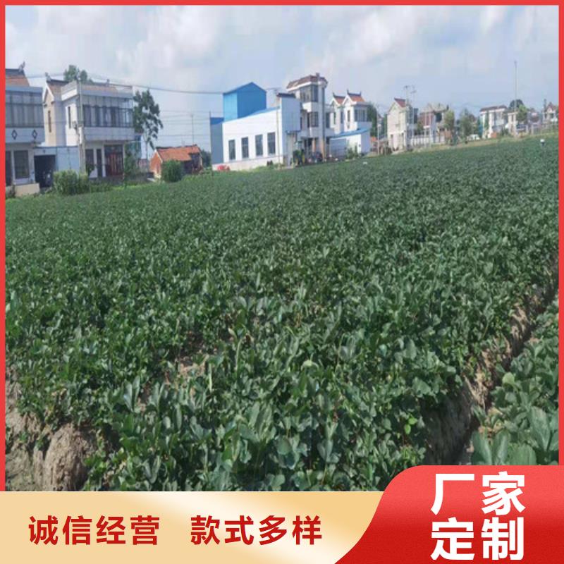 【草莓苗】核桃苗品质保障价格合理打造行业品质