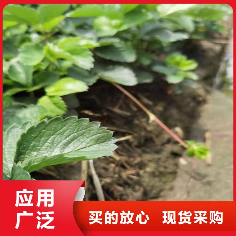 【草莓苗】大棚草莓苗工厂直供材质实在