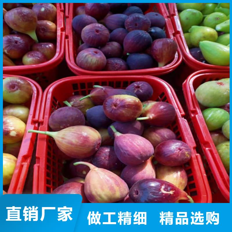 无花果辣椒苗品质服务支持定制贴心售后