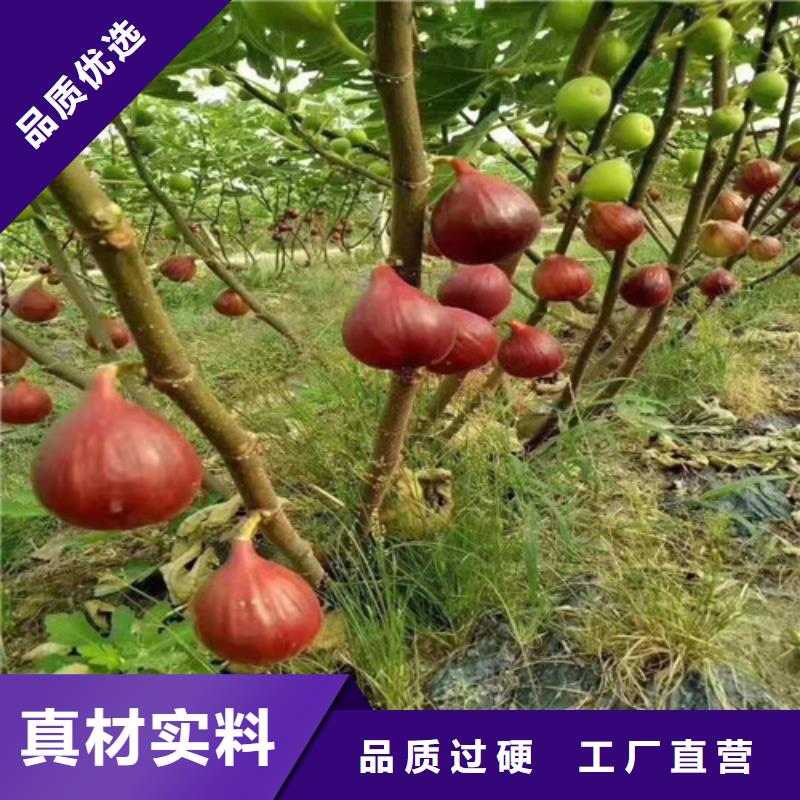 无花果梨树苗厂家拥有先进的设备N年大品牌