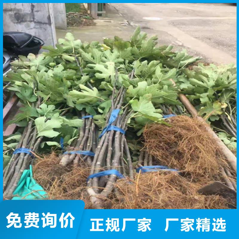无花果大棚草莓苗大品牌值得信赖本地公司