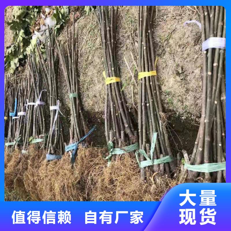 【无花果】山楂苗厂家直销供货稳定来图定制量大从优