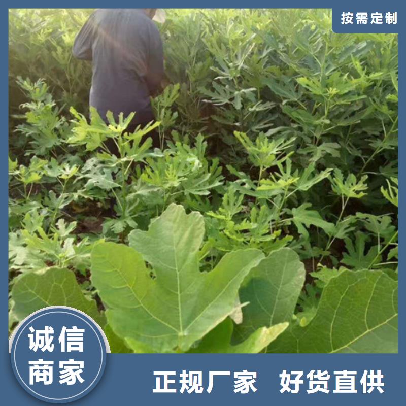 【无花果棠梨苗诚信商家】本地厂家
