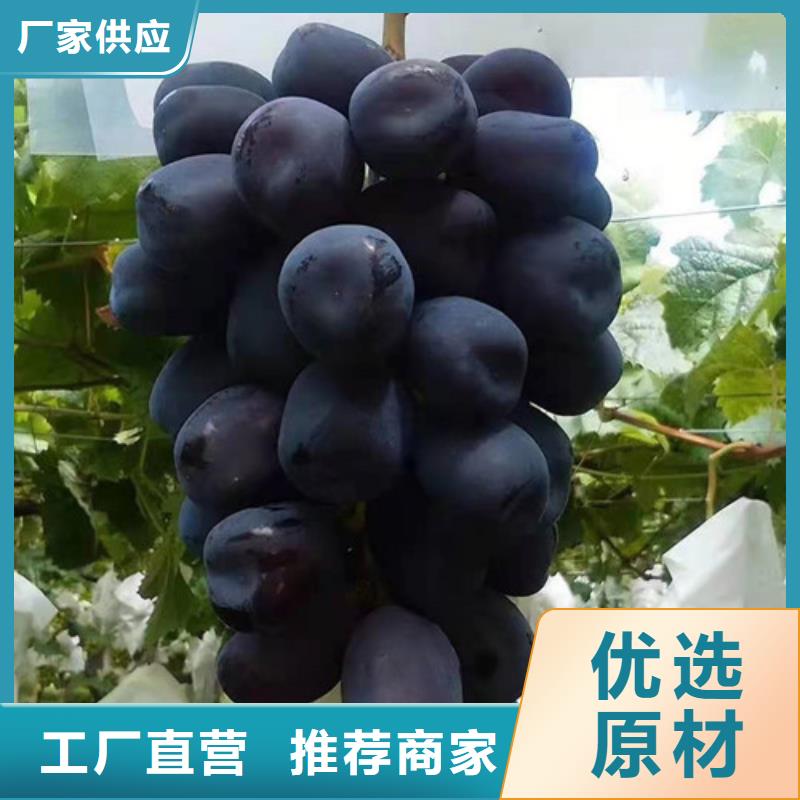 葡萄板栗苗精致工艺大量现货供应