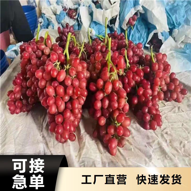 葡萄大棚草莓苗优势N年大品牌