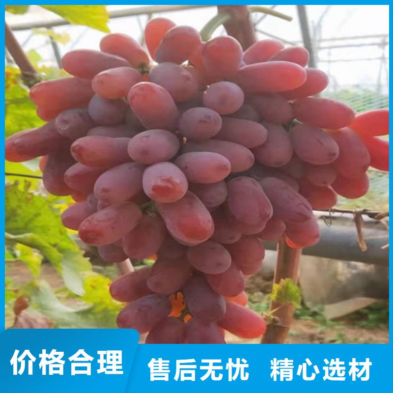 葡萄大棚草莓苗厂家售后完善诚信为本