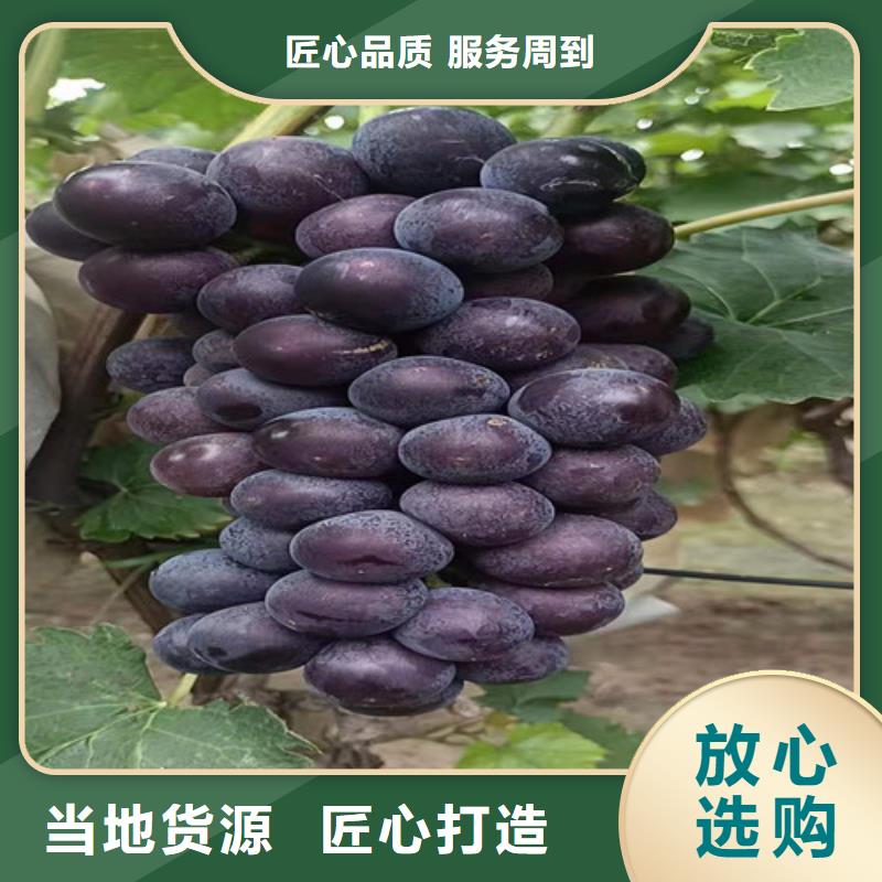 葡萄,【葡萄苗】甄选好厂家本地品牌