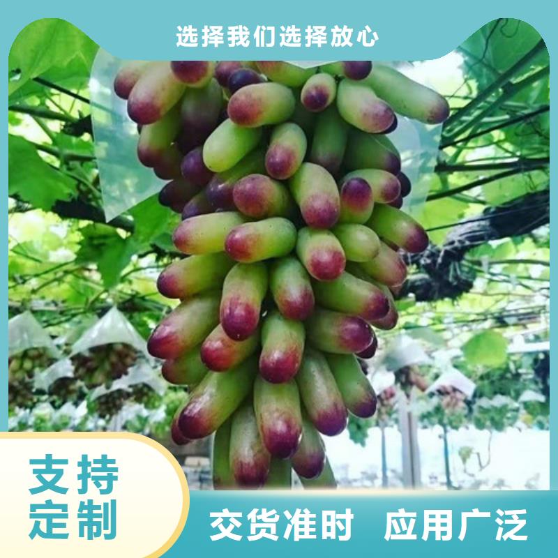 葡萄【板栗树】厂家直销货源充足快捷的物流配送
