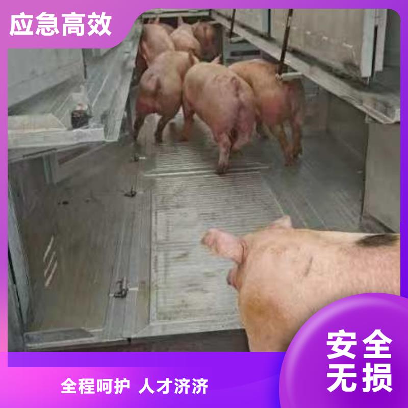 宿迁市泗洪到猪笼车物流服务有保障源厂供货