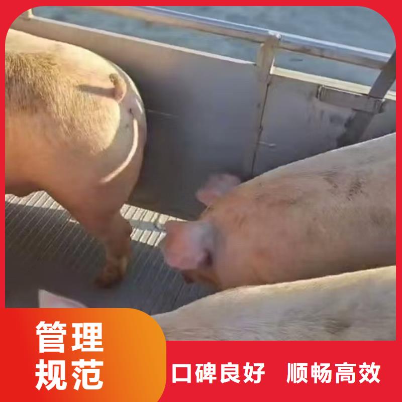 宿迁市到猪运输资金充裕工厂直销