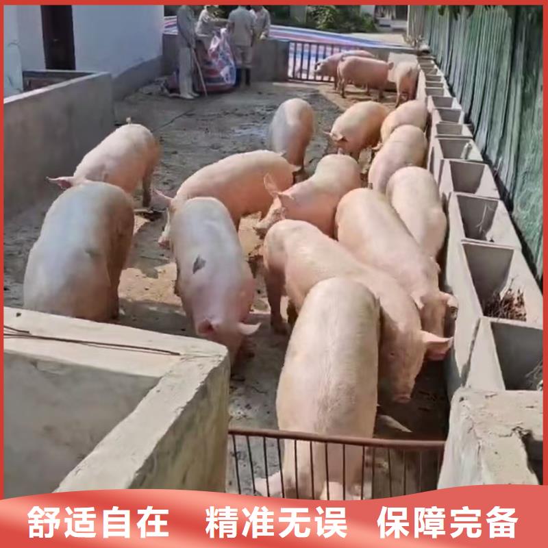 宿迁市到活禽物流设备精良质检合格出厂