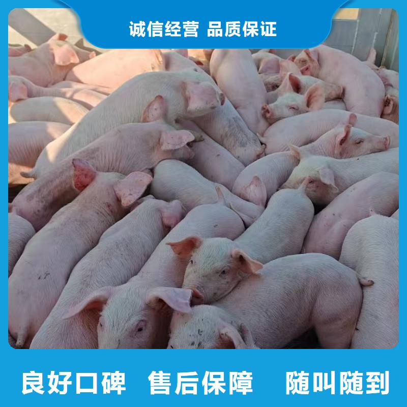 广饶到猪牛羊运输空调车靠谱商家海量现货直销