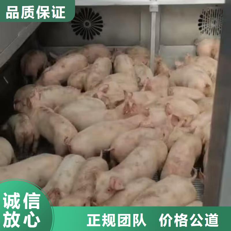 姜堰到睢宁猪牛羊运输恒温车品质卓越