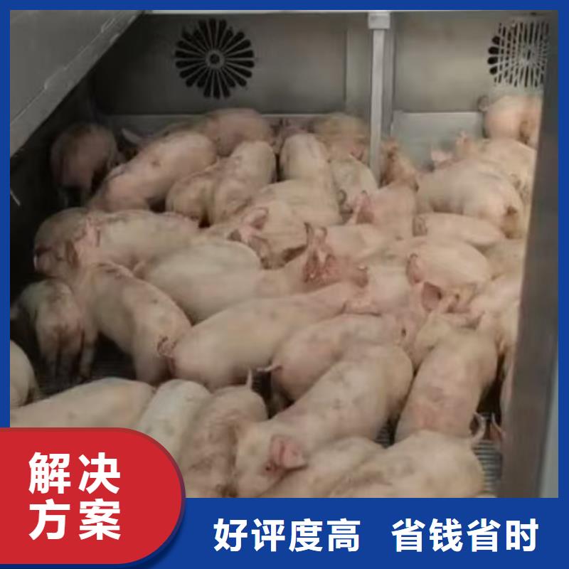 阜阳至仔猪运输恒温车口碑商家当地服务商