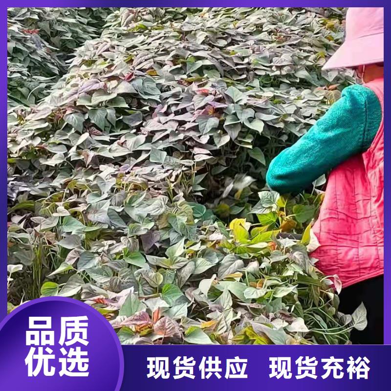 【紫薯苗羽衣甘蓝粉厂家直营】懂您所需