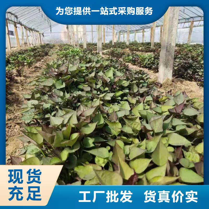 紫薯苗紫薯雪花片源头把关放心选购厂家自营