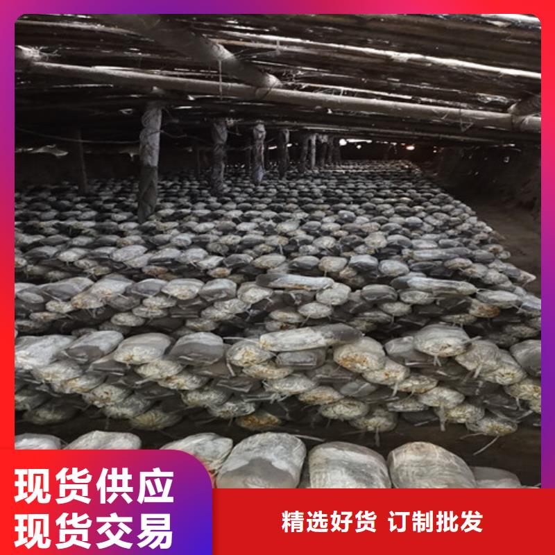 规格全的日照灵芝超微粉品牌厂家
