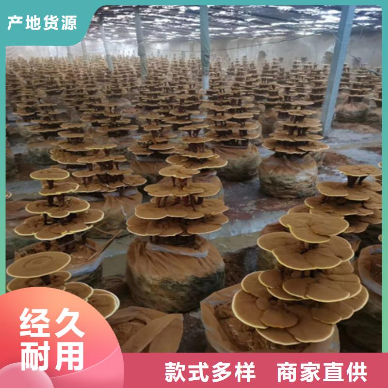 破壁灵芝粉质量可靠源头实体厂商