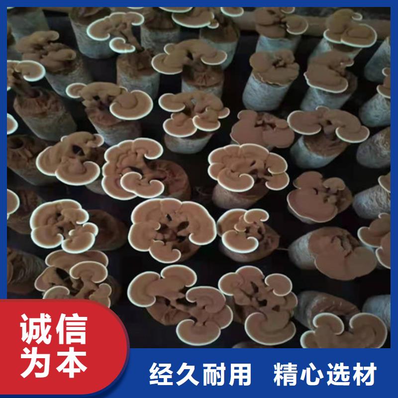 
孢子灵芝常规型号大量现货附近品牌