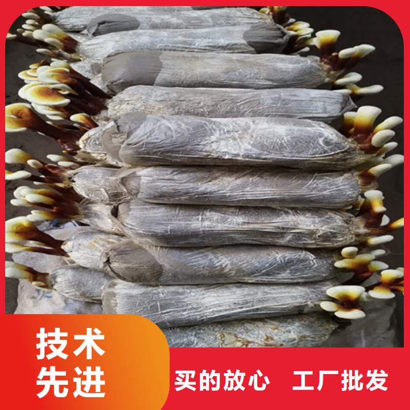 供应
灵芝孢子粉-实体厂家可定制源头厂家量大价优