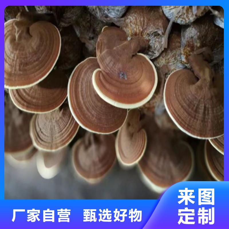 湿灵芝承接公司精选优质材料