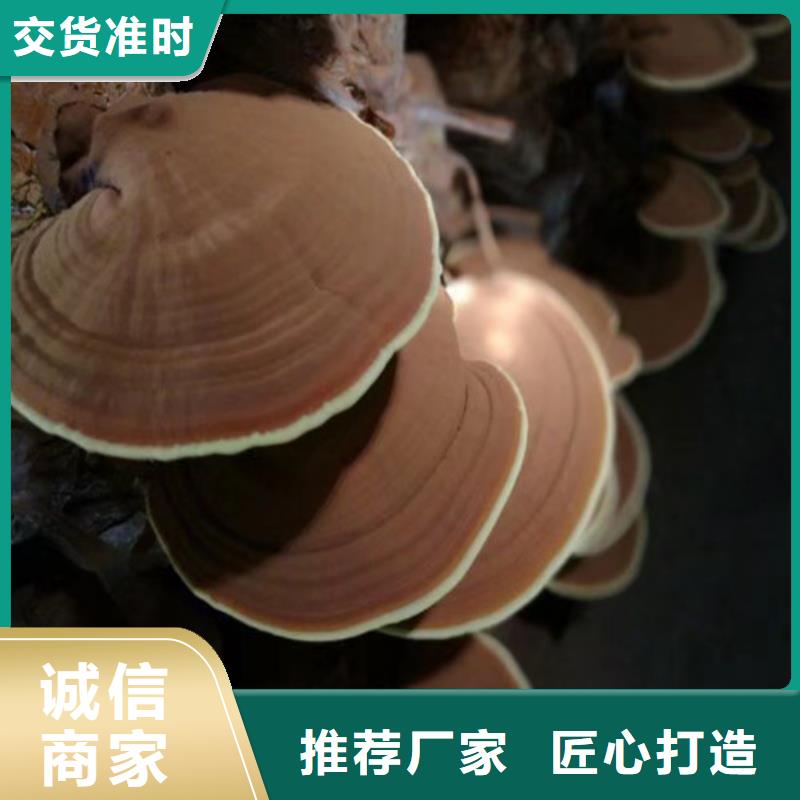 灵芝孢子粉哪里有卖