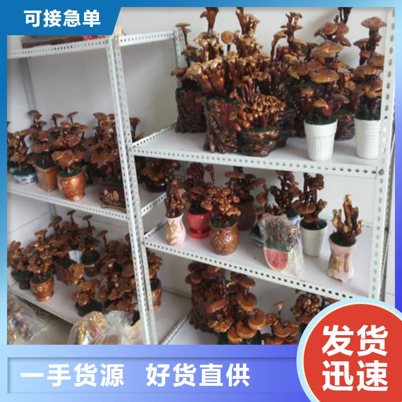 省心：干灵芝生产厂家产品实拍