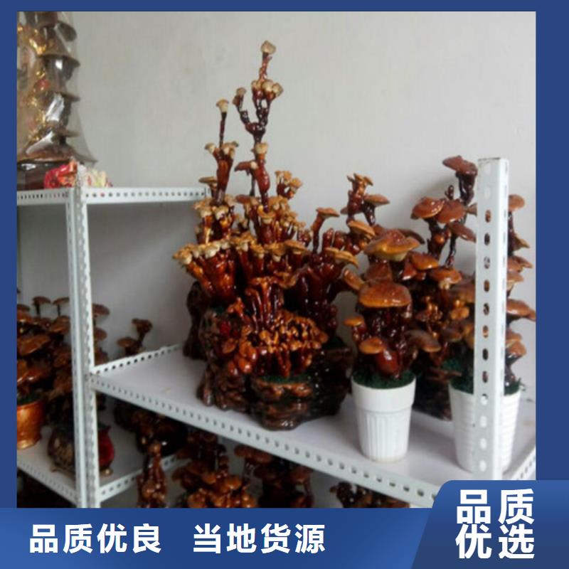 灵芝超微粉规格全可满足不同需求品种全