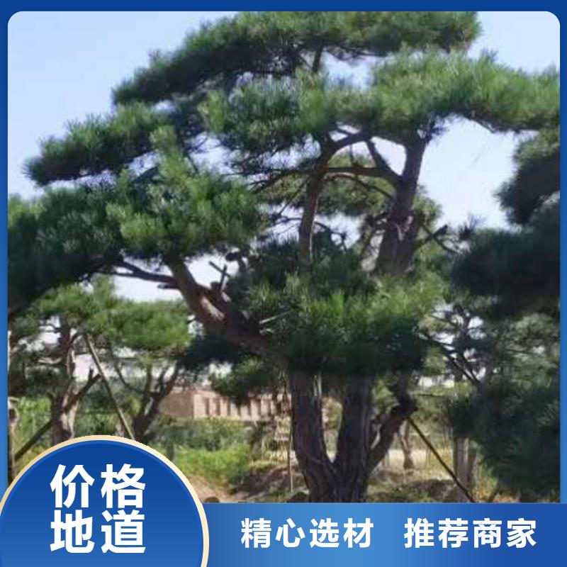 造型松造型黑松质量上乘批发货源