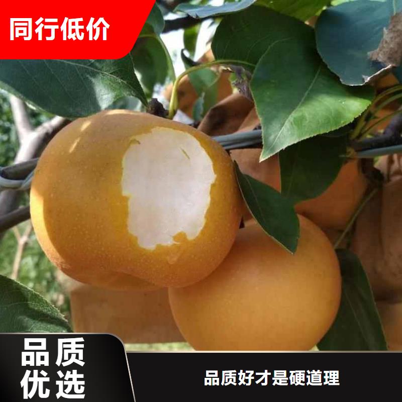 梨瑞蟠101桃树苗精品优选从源头保证品质