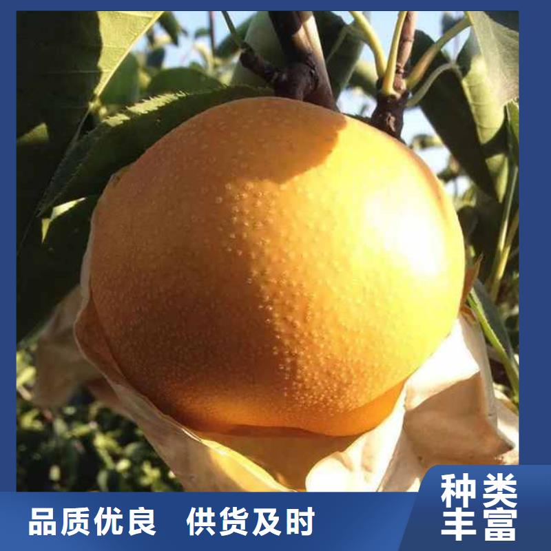梨梨树苗基地专注细节专注品质同城货源