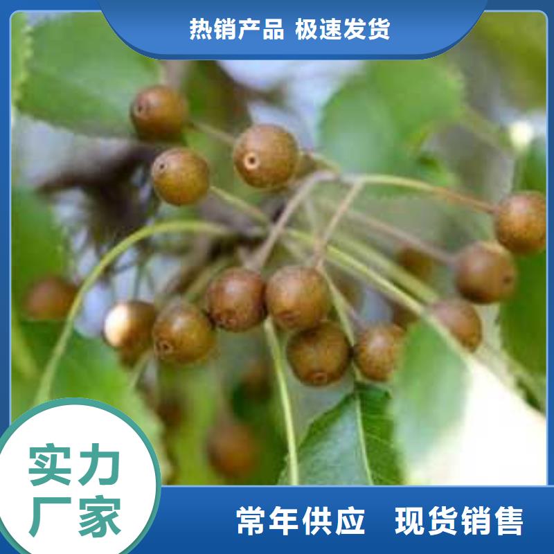 杜梨,【毛桃苗】源头厂家海量库存