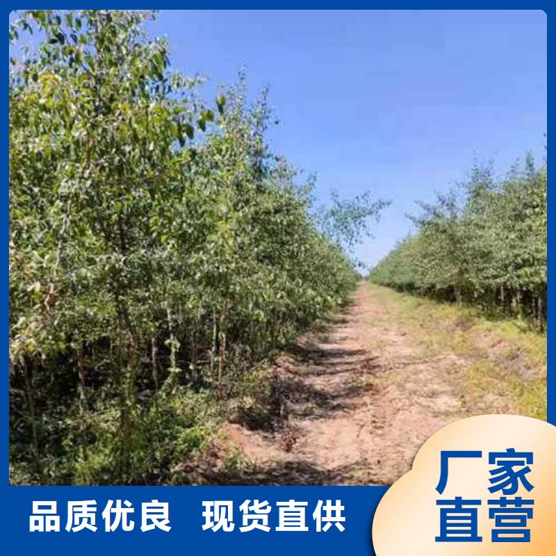 ​杜梨玉露香梨树苗大量现货供应本地服务商