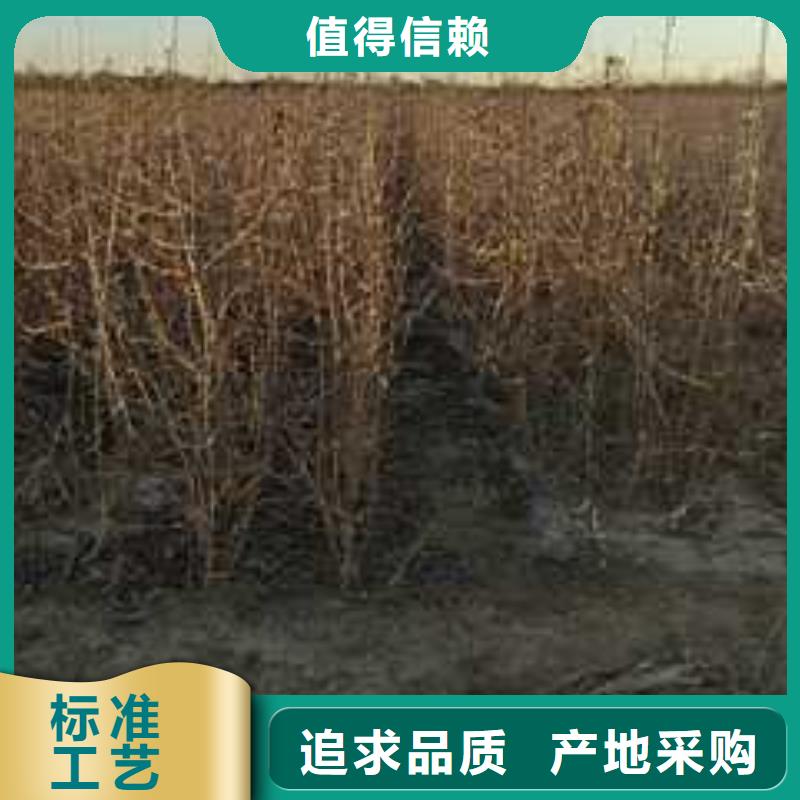 杜梨梨树苗基地高标准高品质从源头保证品质