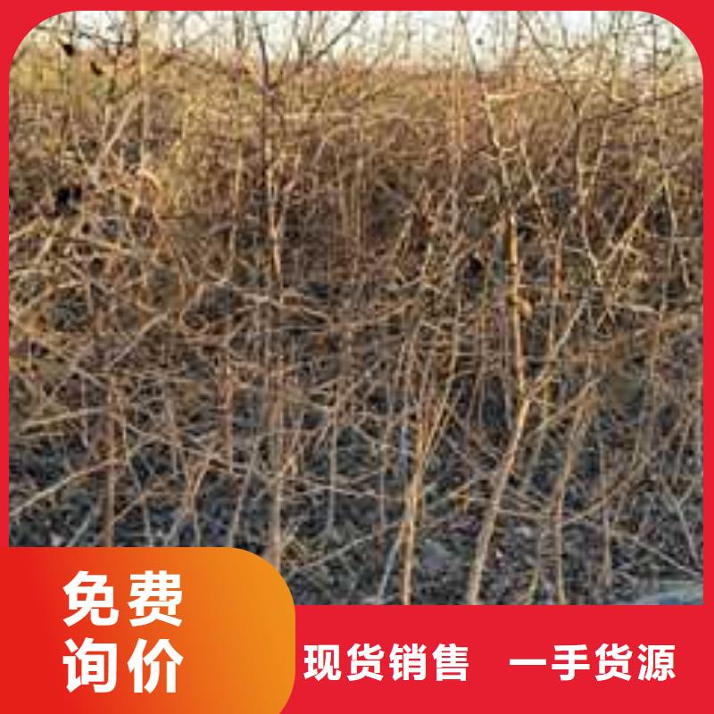 杜梨-红香酥梨树苗应用范围广泛当地制造商