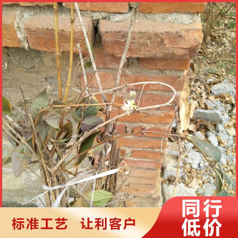 杈杷果樱桃苗用心细节生产安装