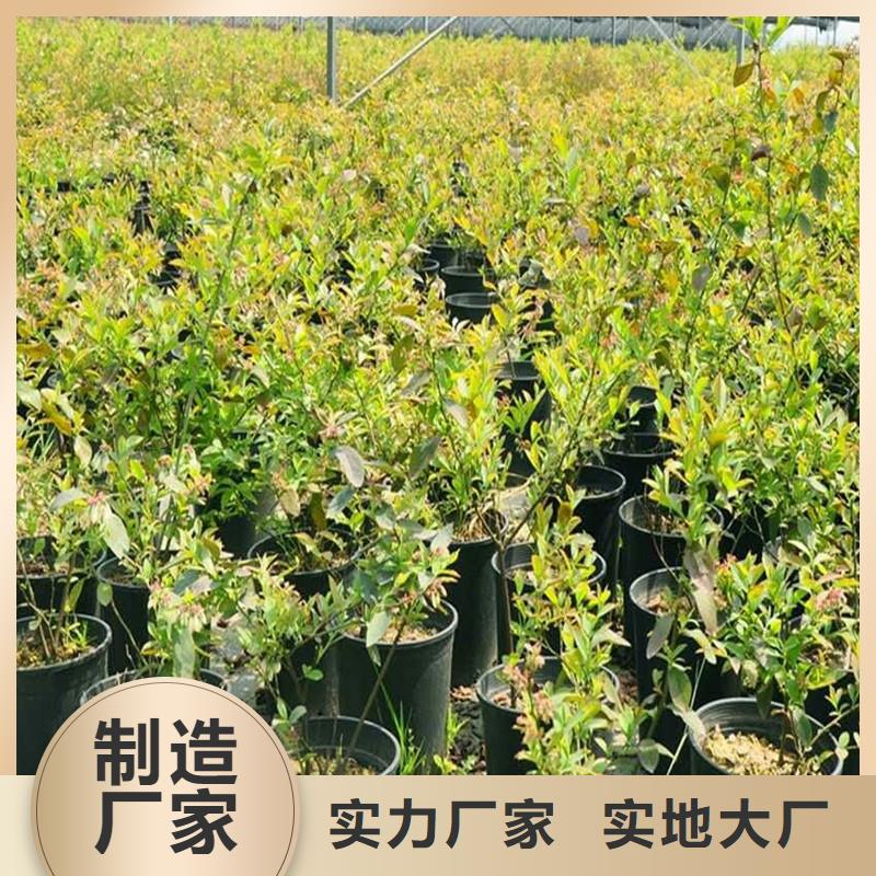 杈杷果蓝莓苗源头直供本地服务商