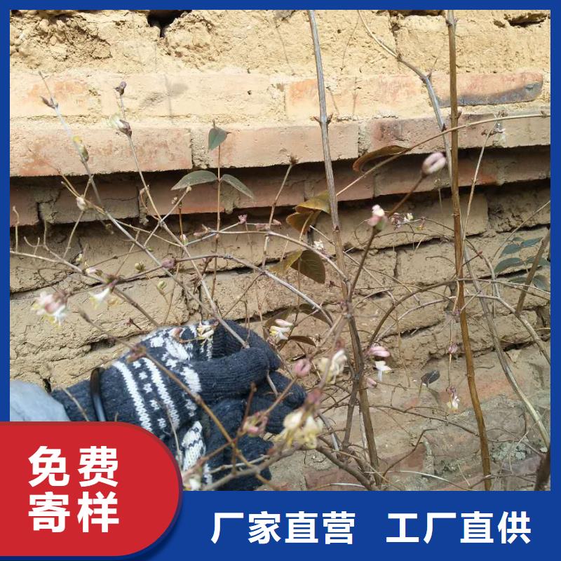 杈杷果梨树苗实力工厂超产品在细节