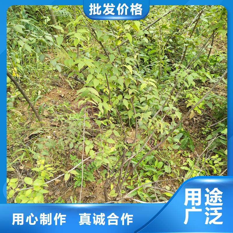 杈杷果3公分软籽石榴苗工厂自营自营品质有保障