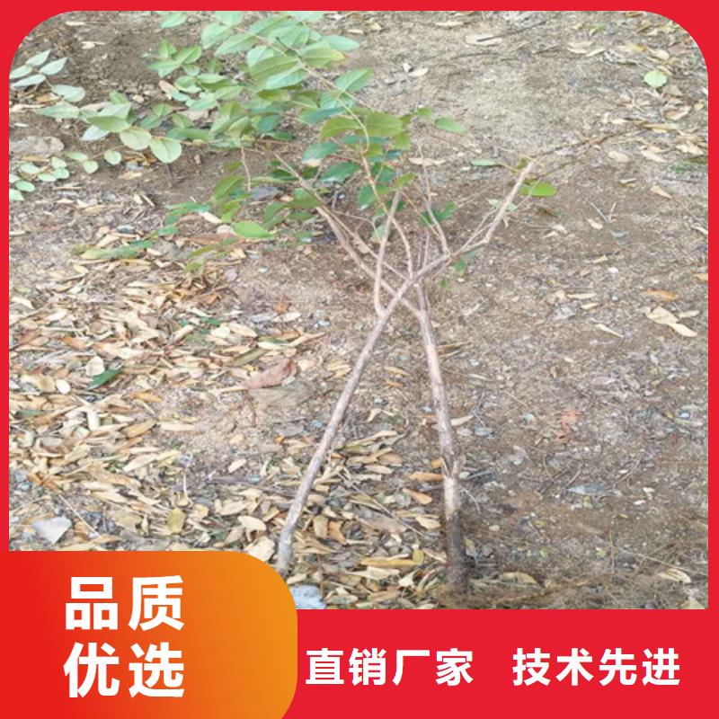 杈杷果樱桃苗源厂供货当地供应商