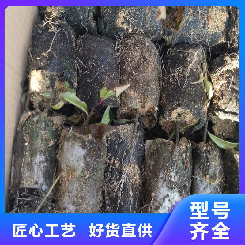 北美冬青桃树苗您身边的厂家本地厂家