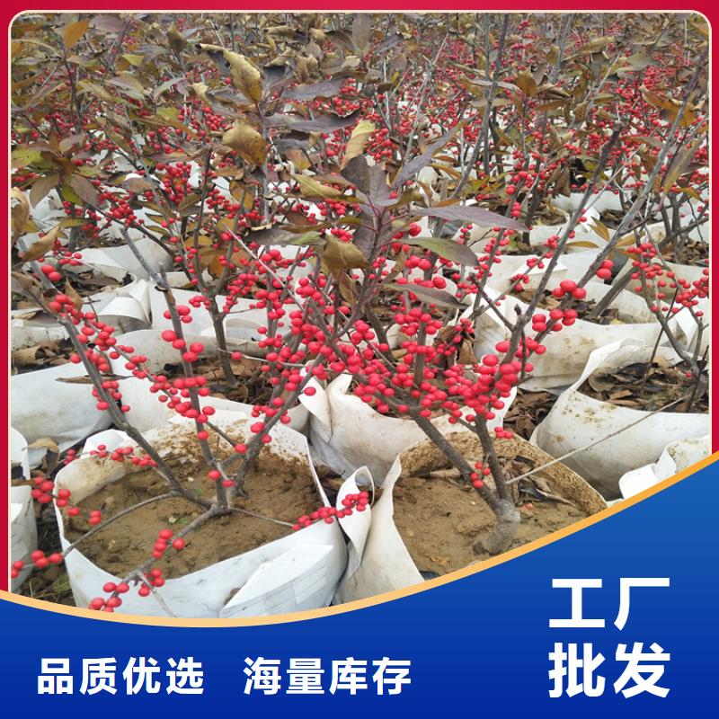 北美冬青西瓜番石榴苗安装简单免费寄样
