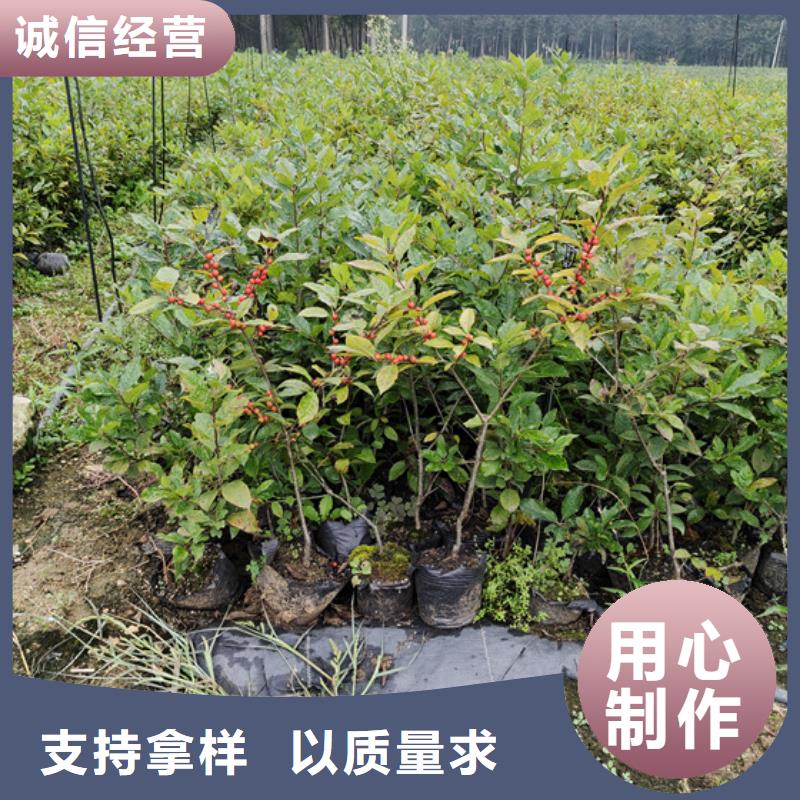 北美冬青樱桃苗专注生产制造多年使用寿命长久