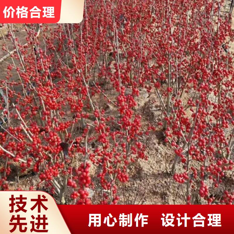 北美冬青樱桃苗源厂直销同城制造商